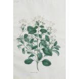 A botanical study (clerodendron), from an album executed for Mountstuart Grant Duff, Governor of...