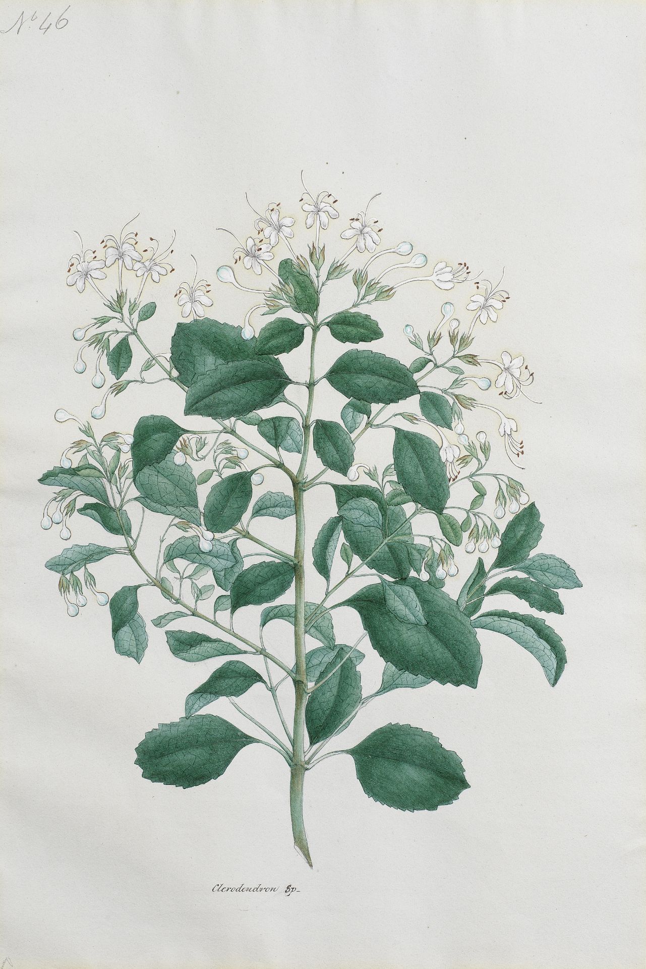 A botanical study (clerodendron), from an album executed for Mountstuart Grant Duff, Governor of...