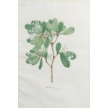 A botanical study (Myrsinoee), from an album executed for Mountstuart Grant Duff, Governor of Ma...