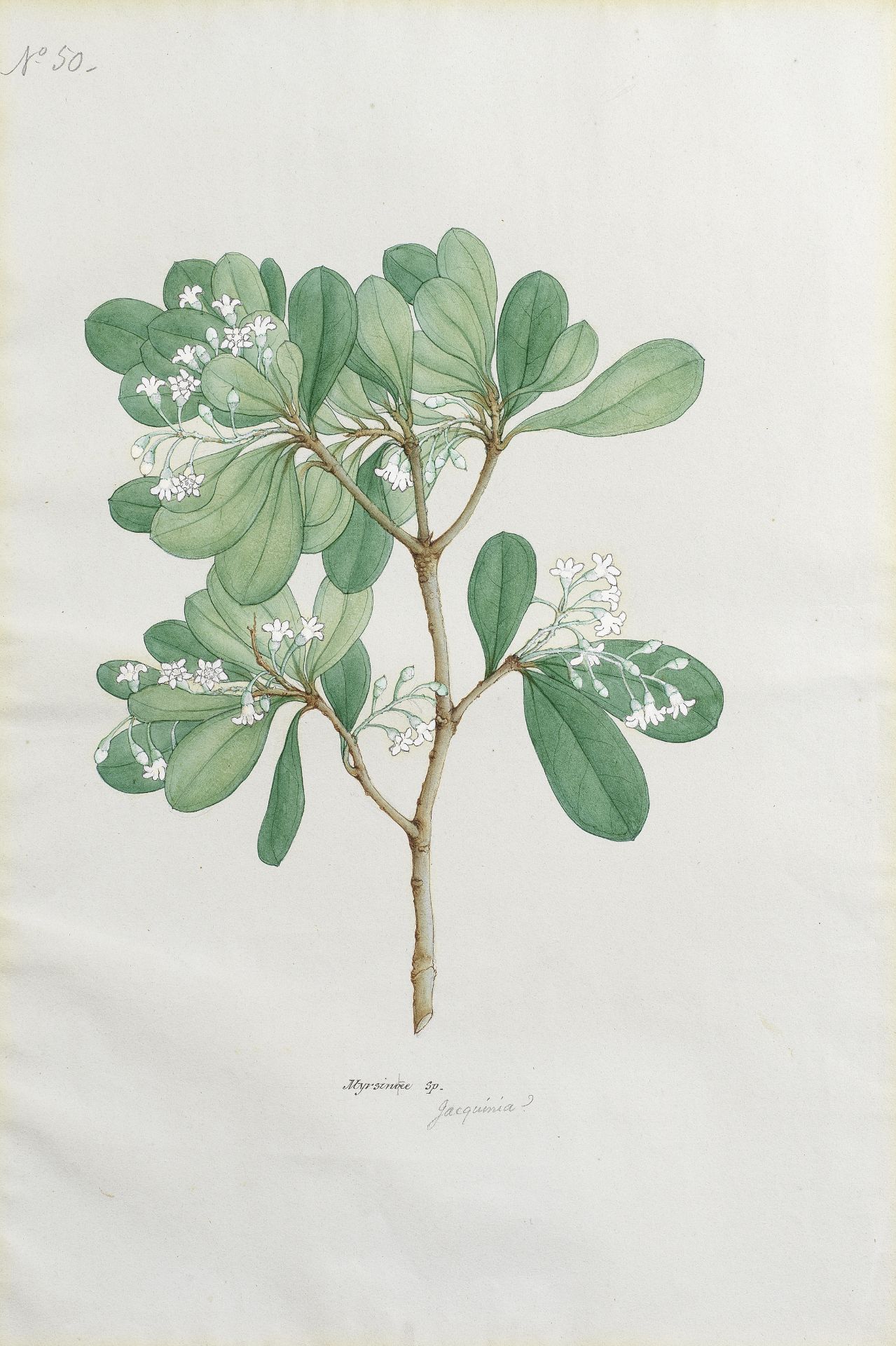 A botanical study (Myrsinoee), from an album executed for Mountstuart Grant Duff, Governor of Ma...