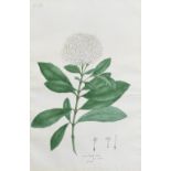A botanical study (Ixora stricta), from an album executed for Mountstuart Grant Duff, Governor o...