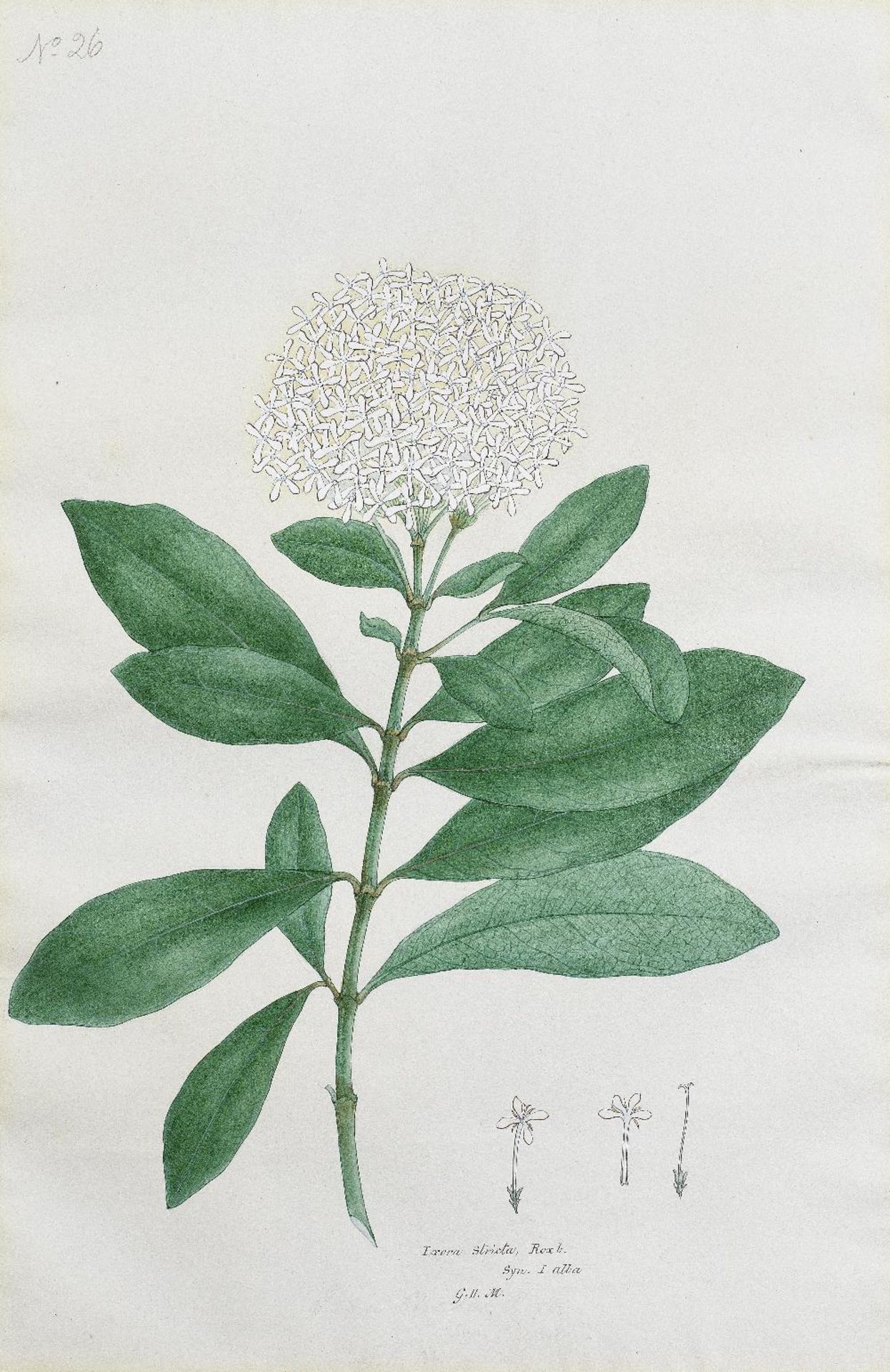 A botanical study (Ixora stricta), from an album executed for Mountstuart Grant Duff, Governor o...