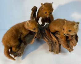 An antique taxidermy trio of fox cubs sat upon a piece of driftwood [60x42cm]