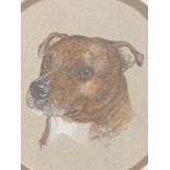 J Rayner [90] Watercolour Staffordshire Bull Terrier [33x33cm]