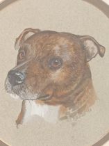 J Rayner [90] Watercolour Staffordshire Bull Terrier [33x33cm]