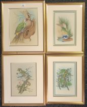 Set of 4 mixed media of various birds, unsigned. [Frame 46x39cm]