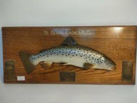 Brown Trout Trophy wall plaque, St Serf's Ladies Angling Club. [29x66cm]