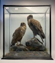 A Pair of Victorian taxidermy common Buzzard in fitted display case [72x65x26cm]