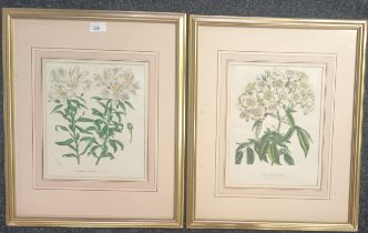 A pair of antique prints ''Alstromeria Pelegrina'' and ''Rosa Brownii. [Frame 53x44cm]