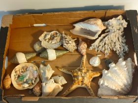 A Collection of shells and geode gem stones.