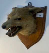 19th century taxidermy fox head mounted on a wooden plaque [20x25cm]