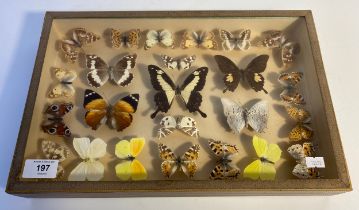 Framed butterfly specimen display [39x26cm]
