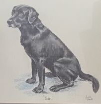 Judith Stowell Pastel drawing of a black Labrador titled 'Sam', signed. [Frame 62x59cm]