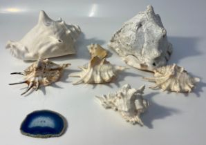 Collection of shells and a blue agate geode