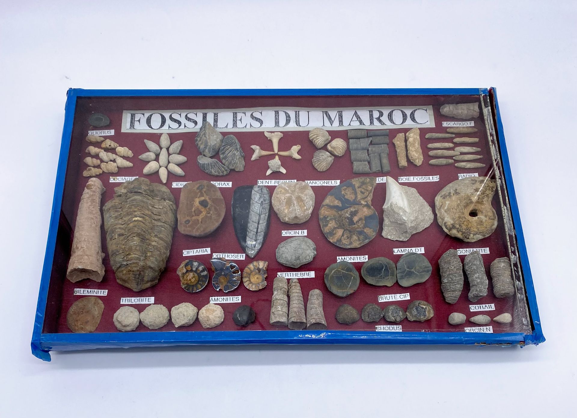 Boite collection de fossiles du Maroc