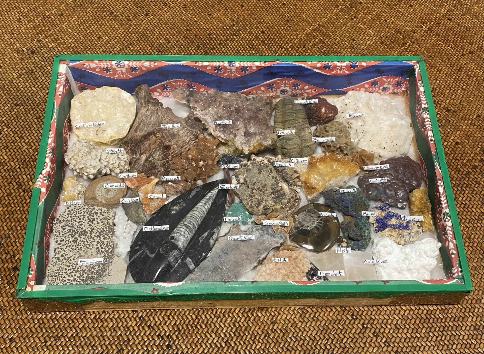 Boite collection de fossiles