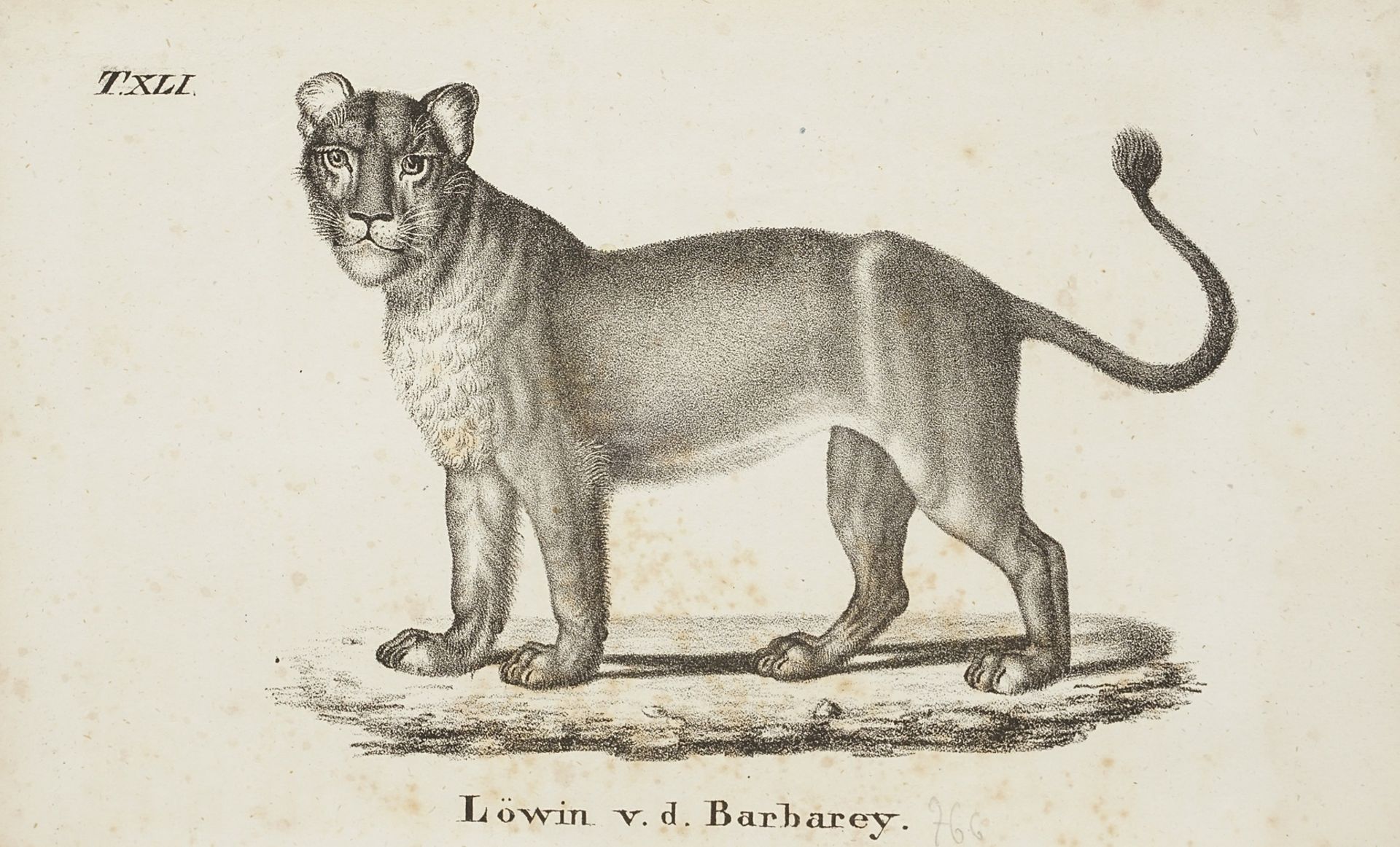 "Löwin von der Barbarey"
