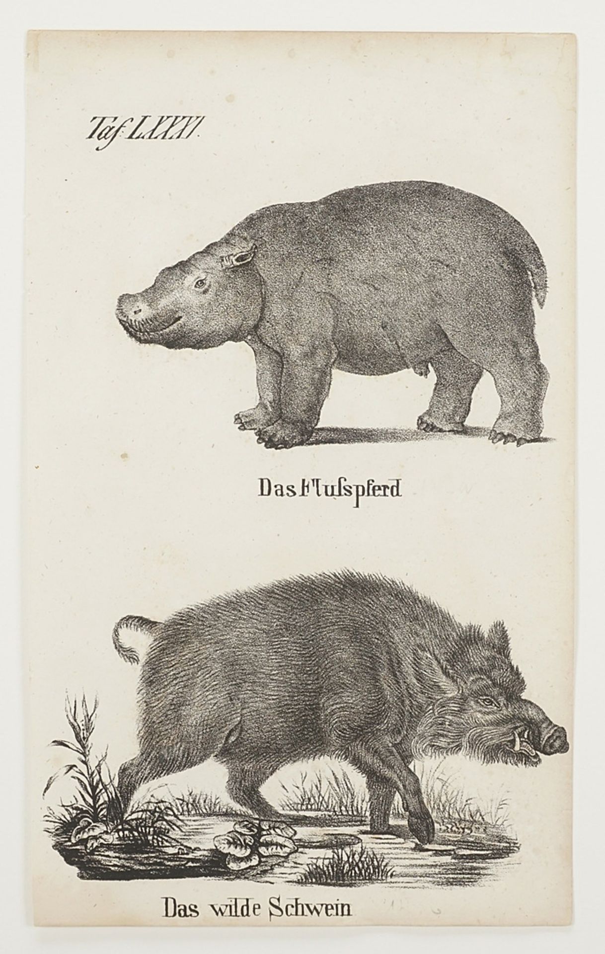 "Das Flusspferd / Das wilde Schwein" - Bild 3 aus 3