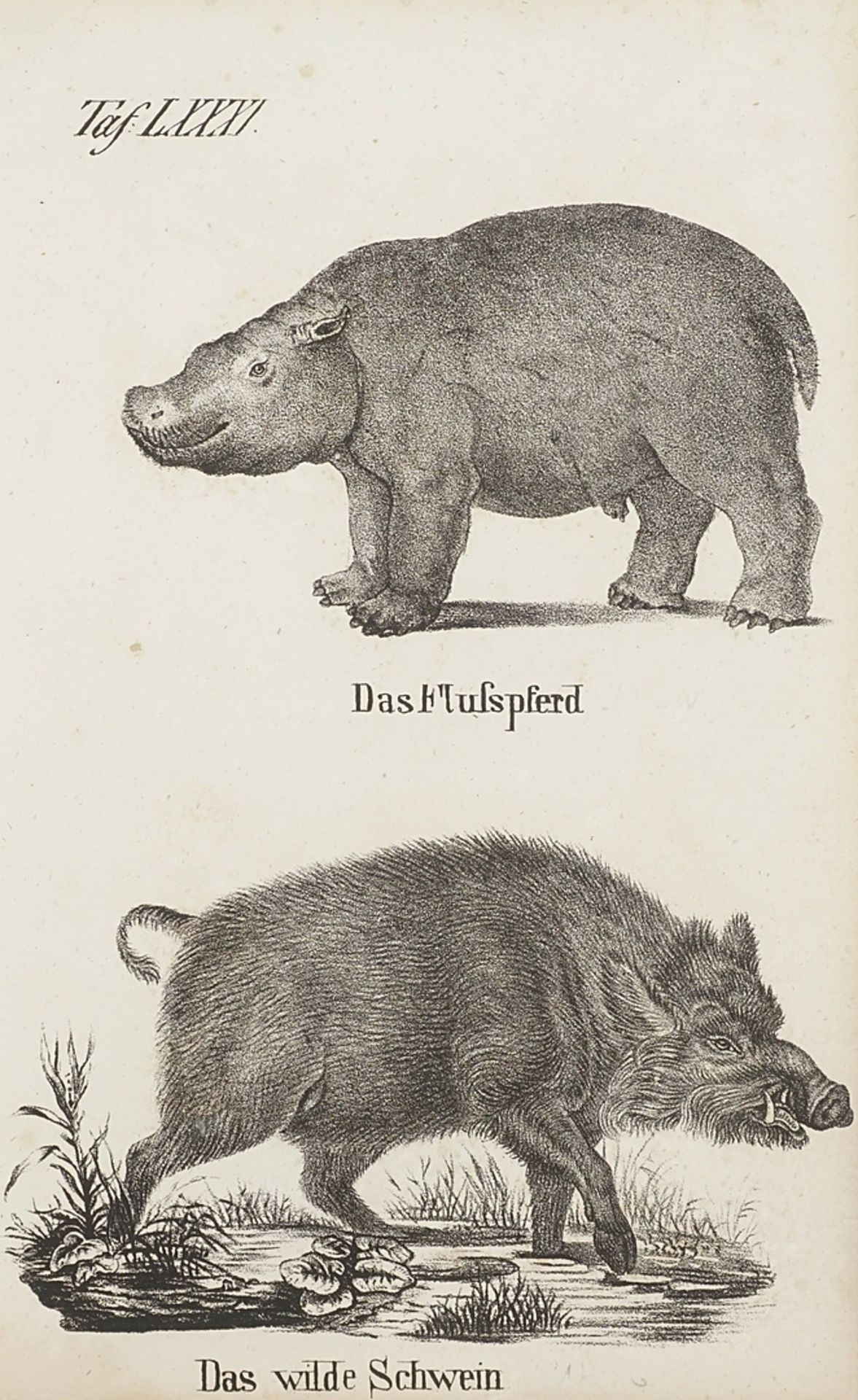 "Das Flusspferd / Das wilde Schwein"