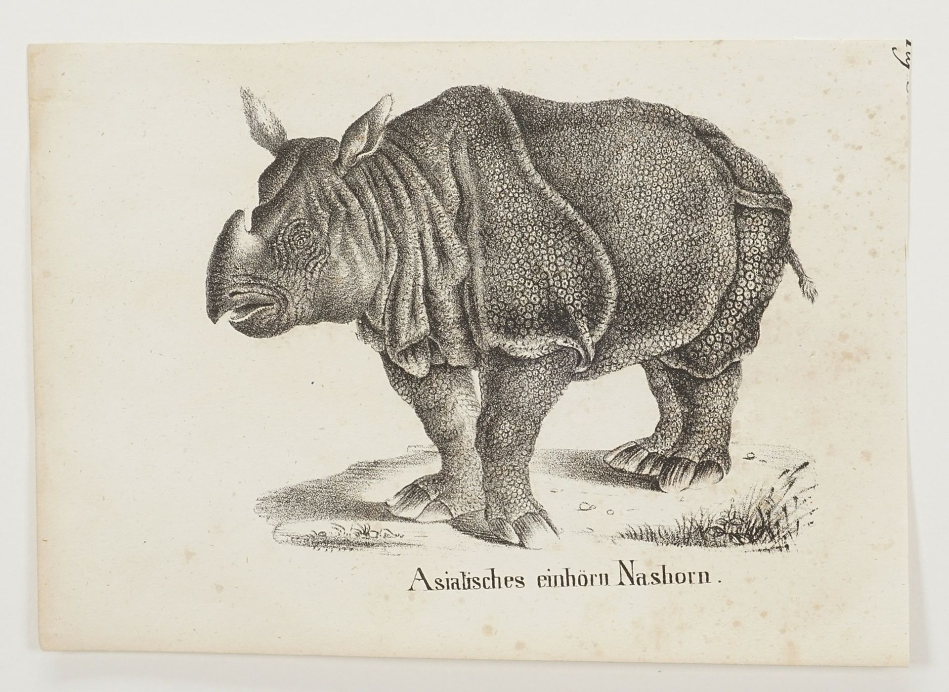 "Asiatisches einhörniges Nashorn" - Bild 3 aus 3