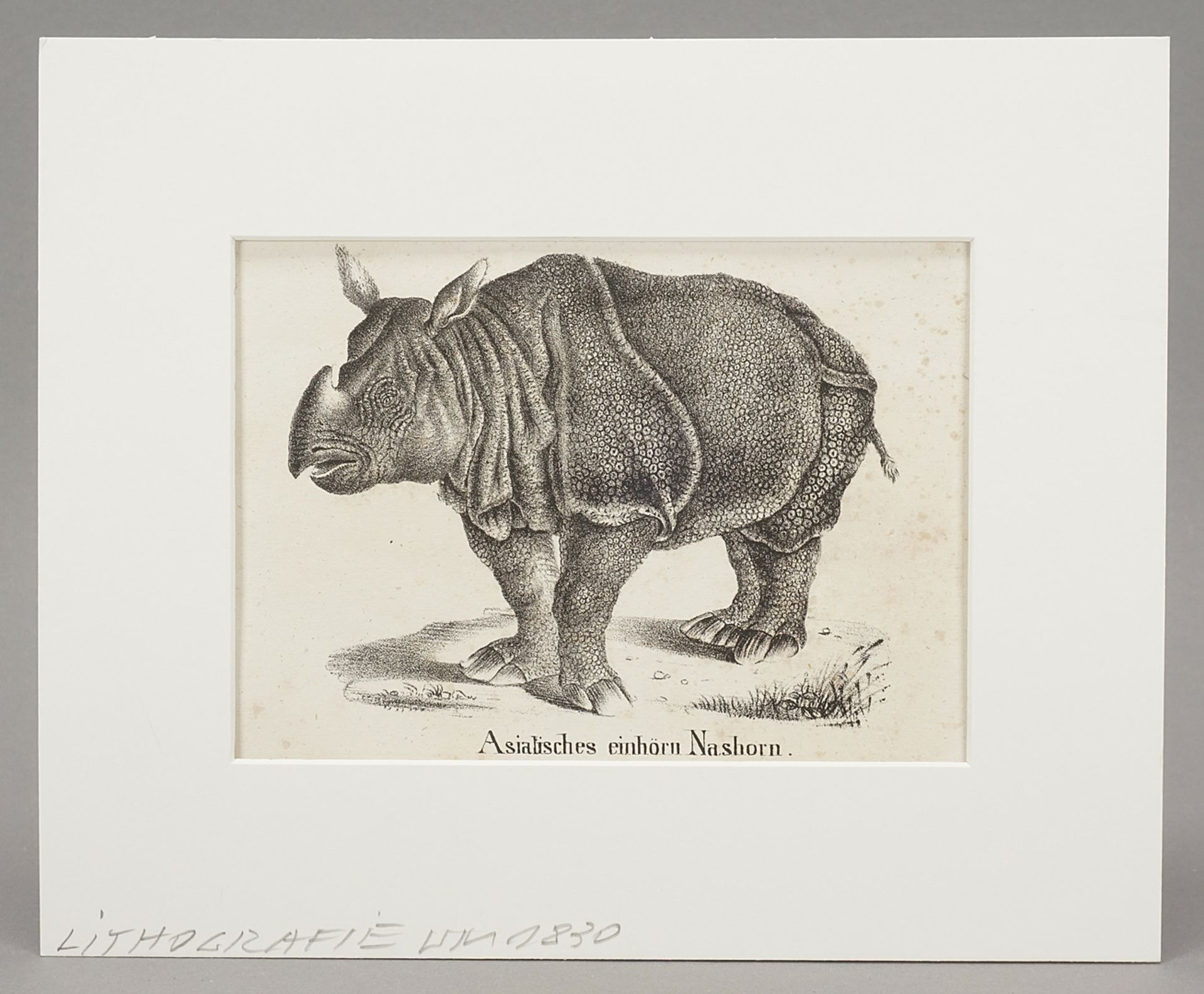Indian Rhinoceros - Image 2 of 3