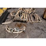 Track Chain for Skidder*