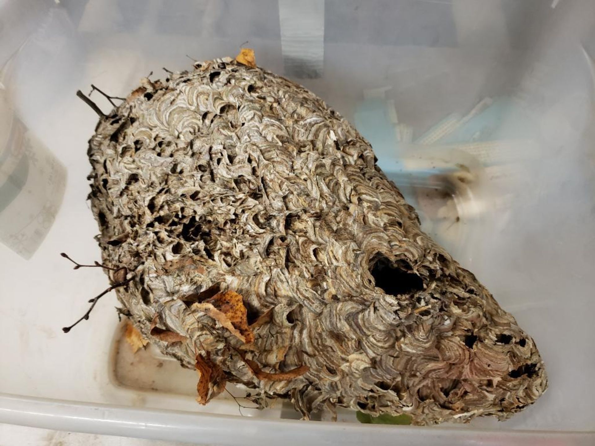 Wasps nest.