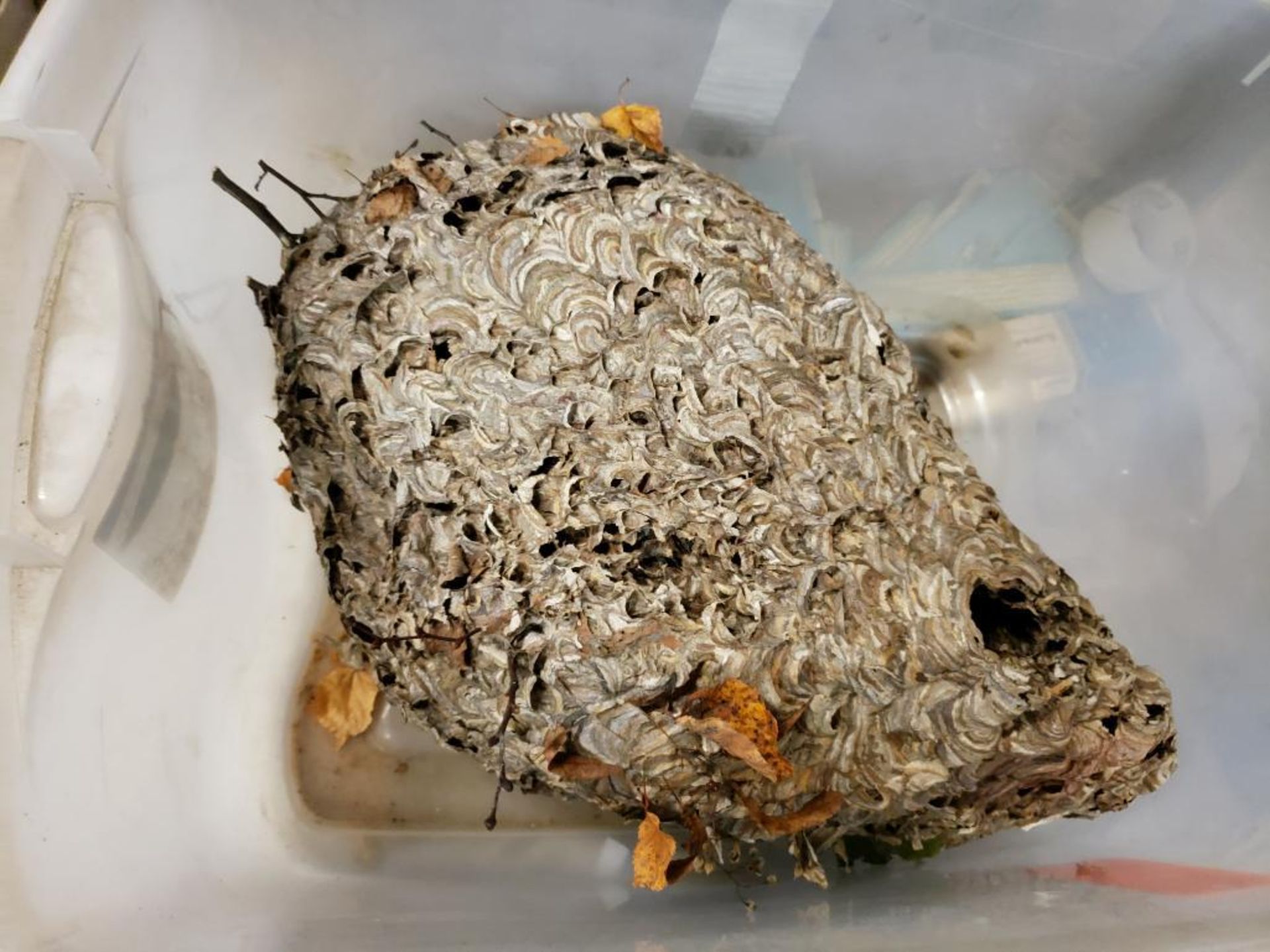 Wasps nest. - Image 4 of 4