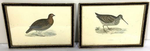 A set of nine coloured small game bird prints, including Curlew; Peewit; Snipe; Quail etc., 16cm x