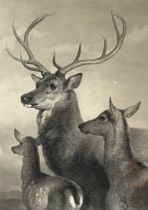 After SIR EDWIN LANDSEER, Scottish (1802-1873), Stag, Hind and Calf, signed engraving, published