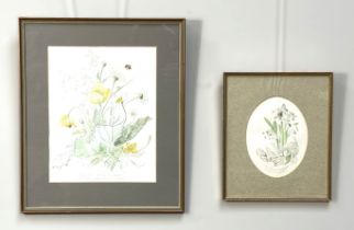 Four Botanical pictures, including three by Roger Banks, circa 1977, ‘The Spring Snowflake,