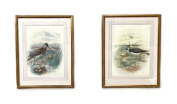 A set of twelve coloured prints of Game and Shore birds, after GEORGE RANKIN, including Black