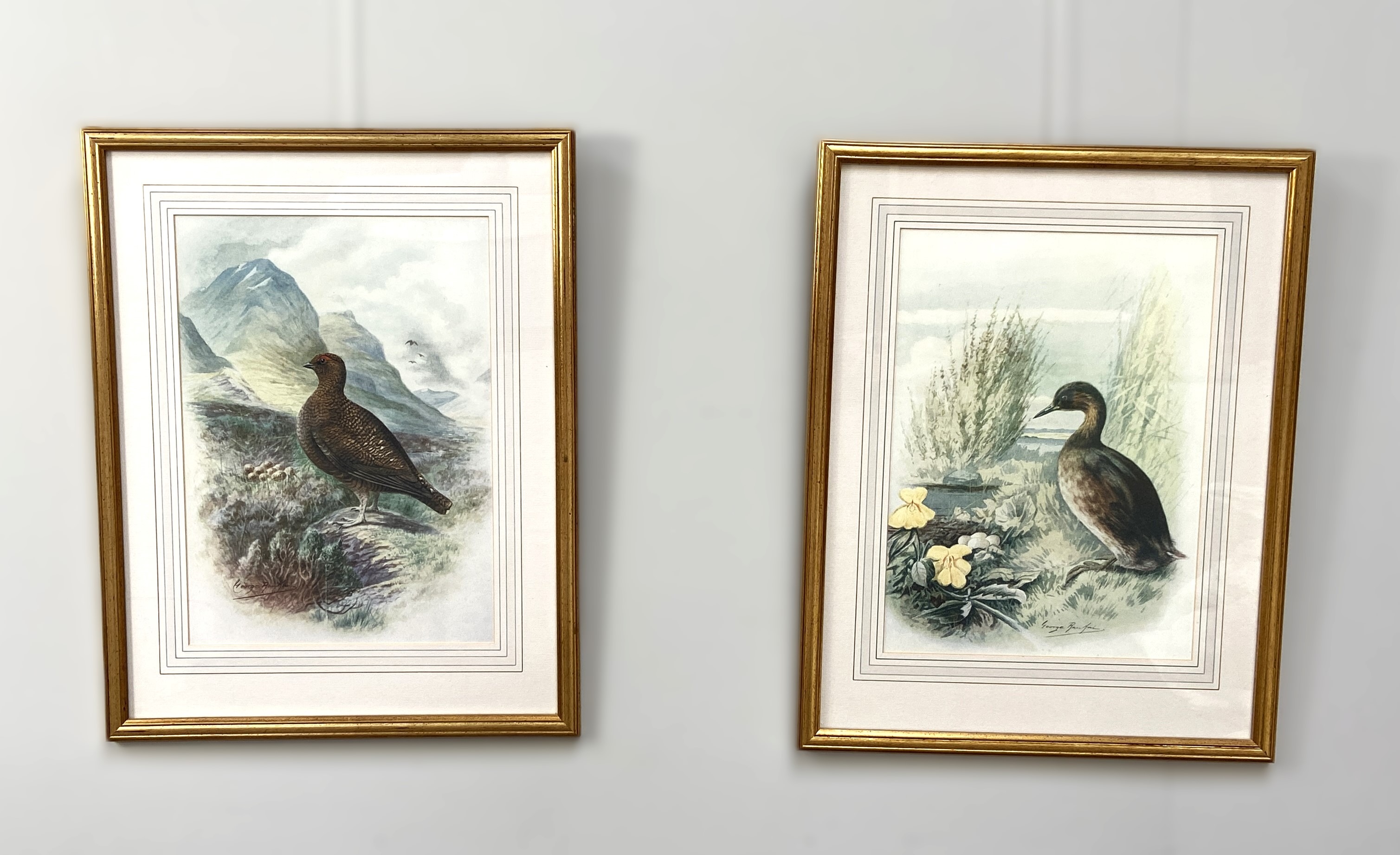 A set of twelve coloured prints of Game and Shore birds, after GEORGE RANKIN, including Black - Image 10 of 11