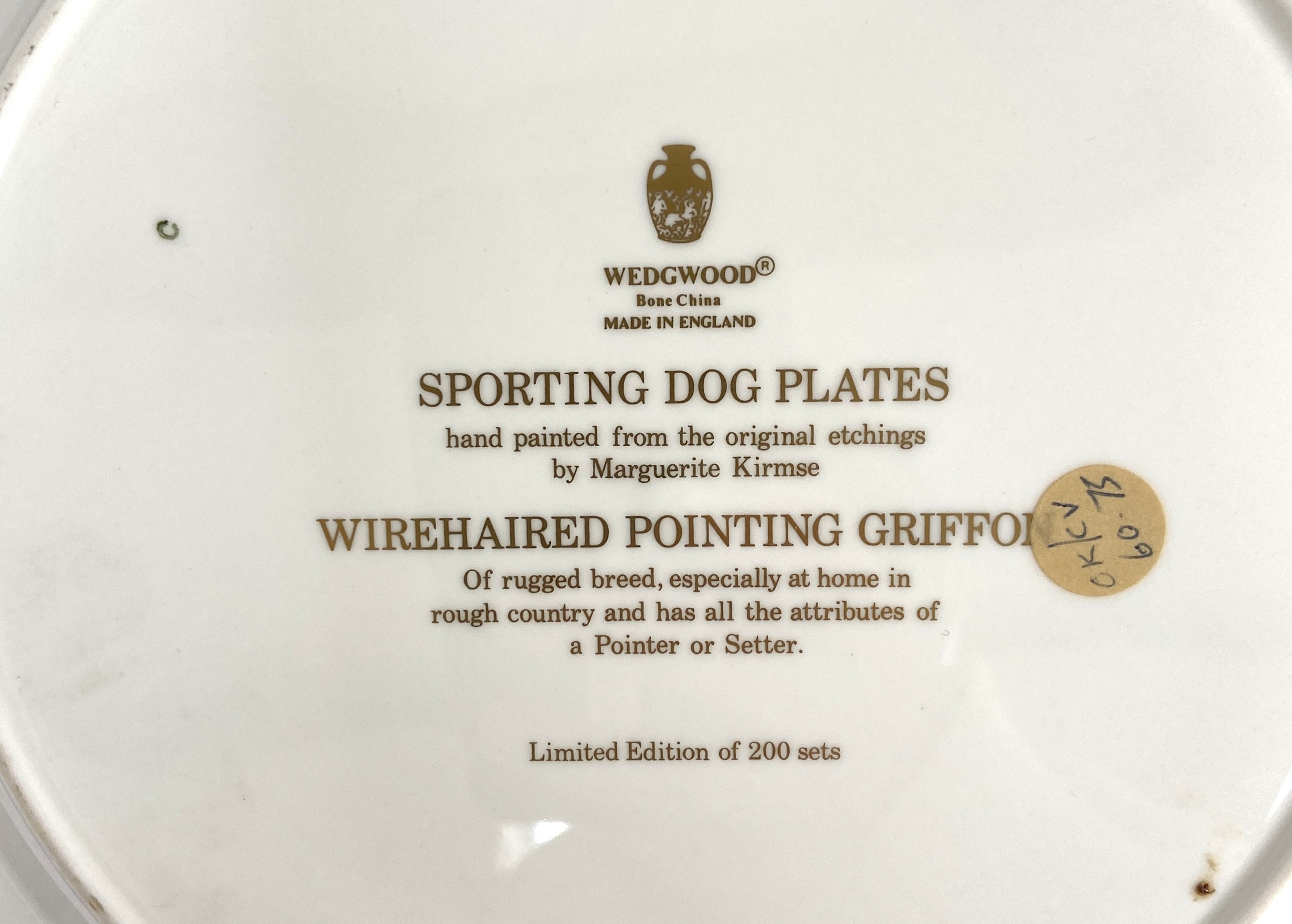 A set of six Wedgwood bone china limited edition plates of Sporting Dogs, including the English - Image 5 of 7