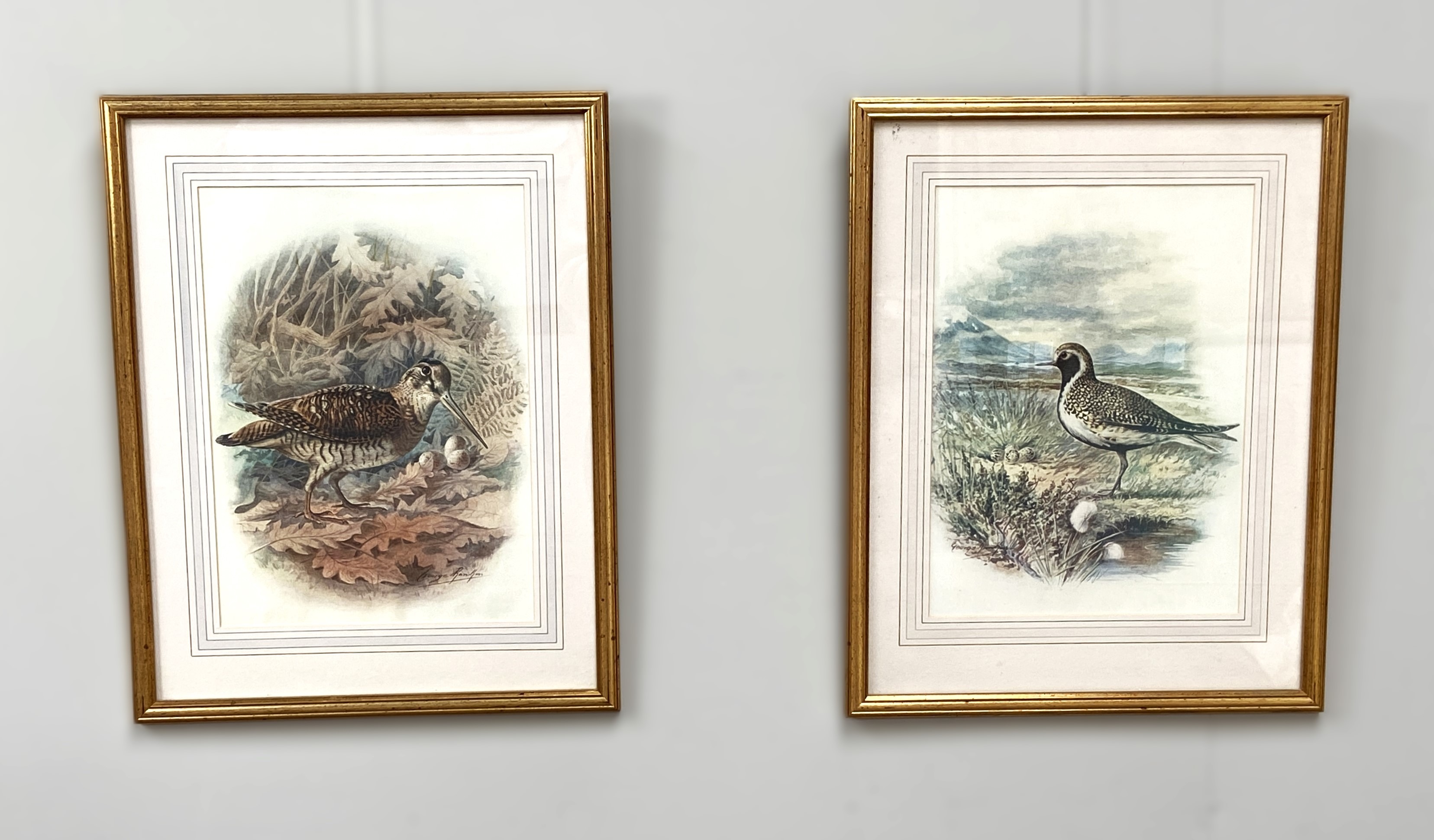 A set of twelve coloured prints of Game and Shore birds, after GEORGE RANKIN, including Black - Image 5 of 11