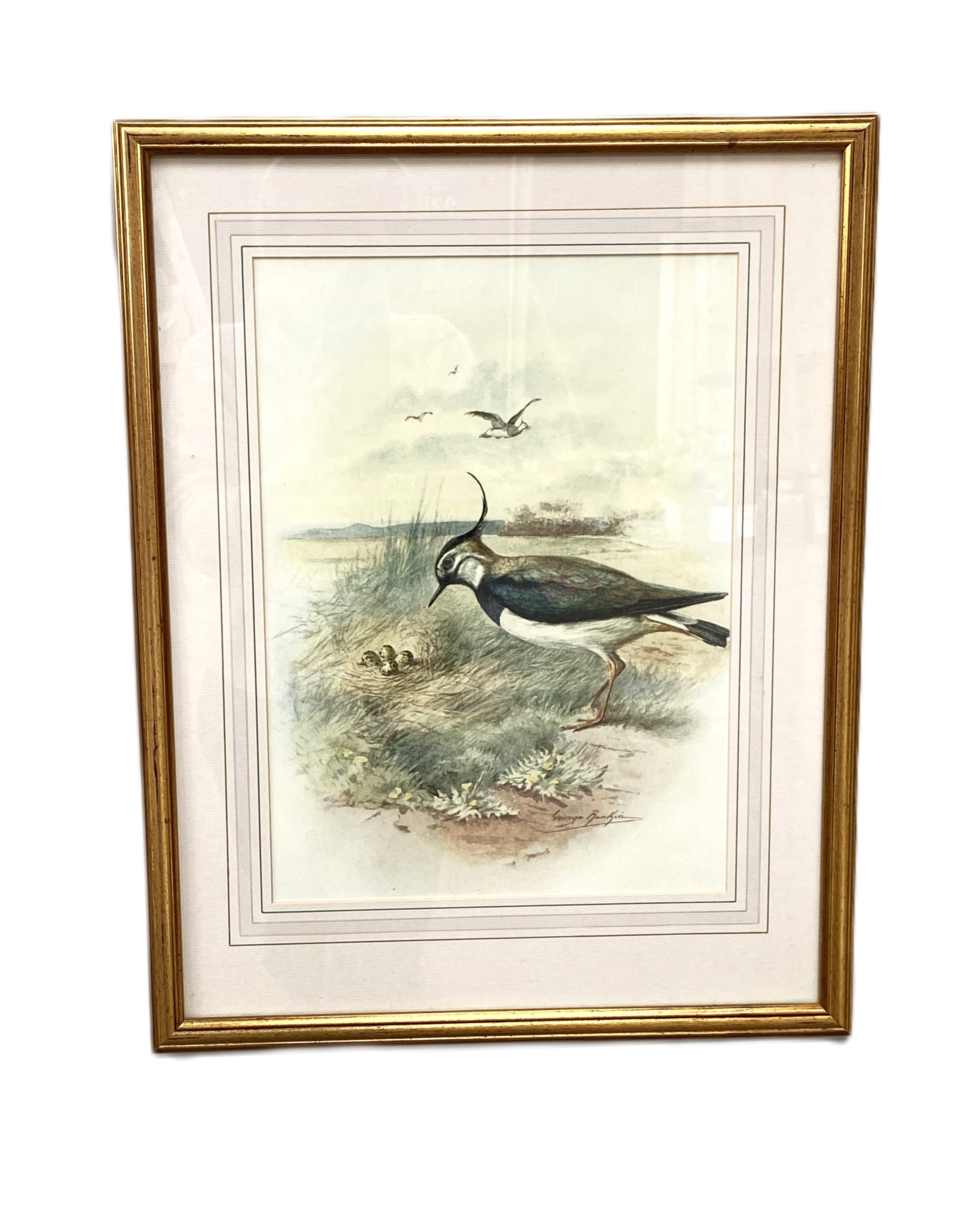 A set of twelve coloured prints of Game and Shore birds, after GEORGE RANKIN, including Black - Image 4 of 11