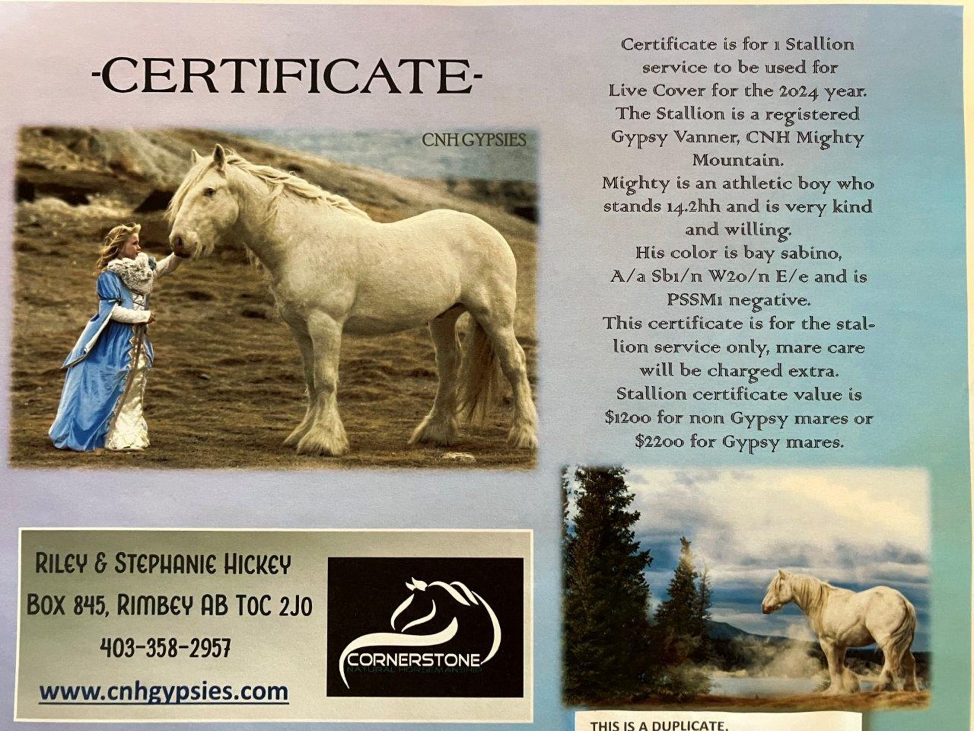 CNH GIFT CERTIFICATE FOR 1 GYPSY STALLION SERVICE (LIVE COVER ) - Image 2 of 3