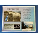CNH GIFT CERTIFICATE FOR 1 GYPSY STALLION SERVICE (LIVE COVER )