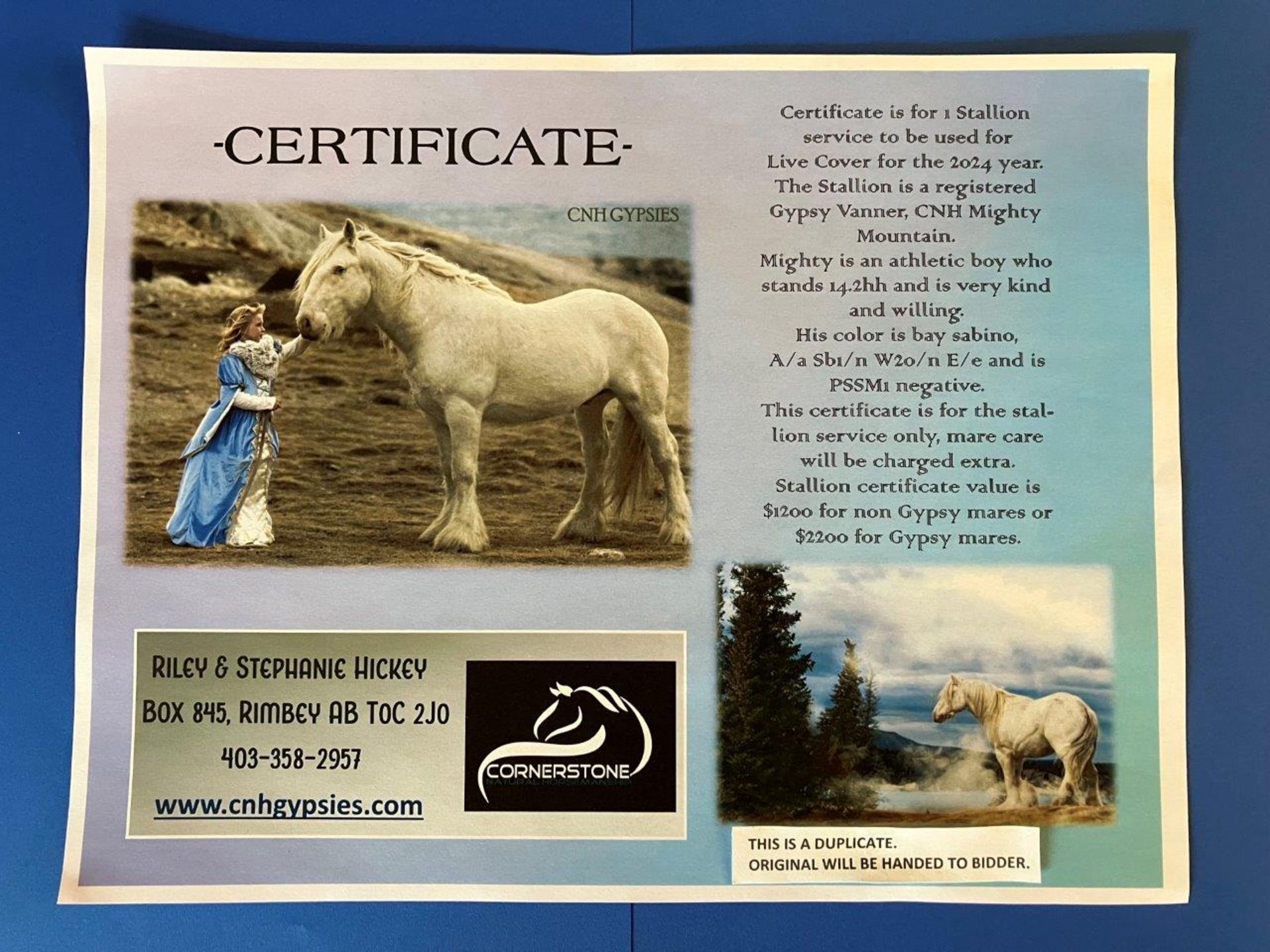 CNH GIFT CERTIFICATE FOR 1 GYPSY STALLION SERVICE (LIVE COVER )