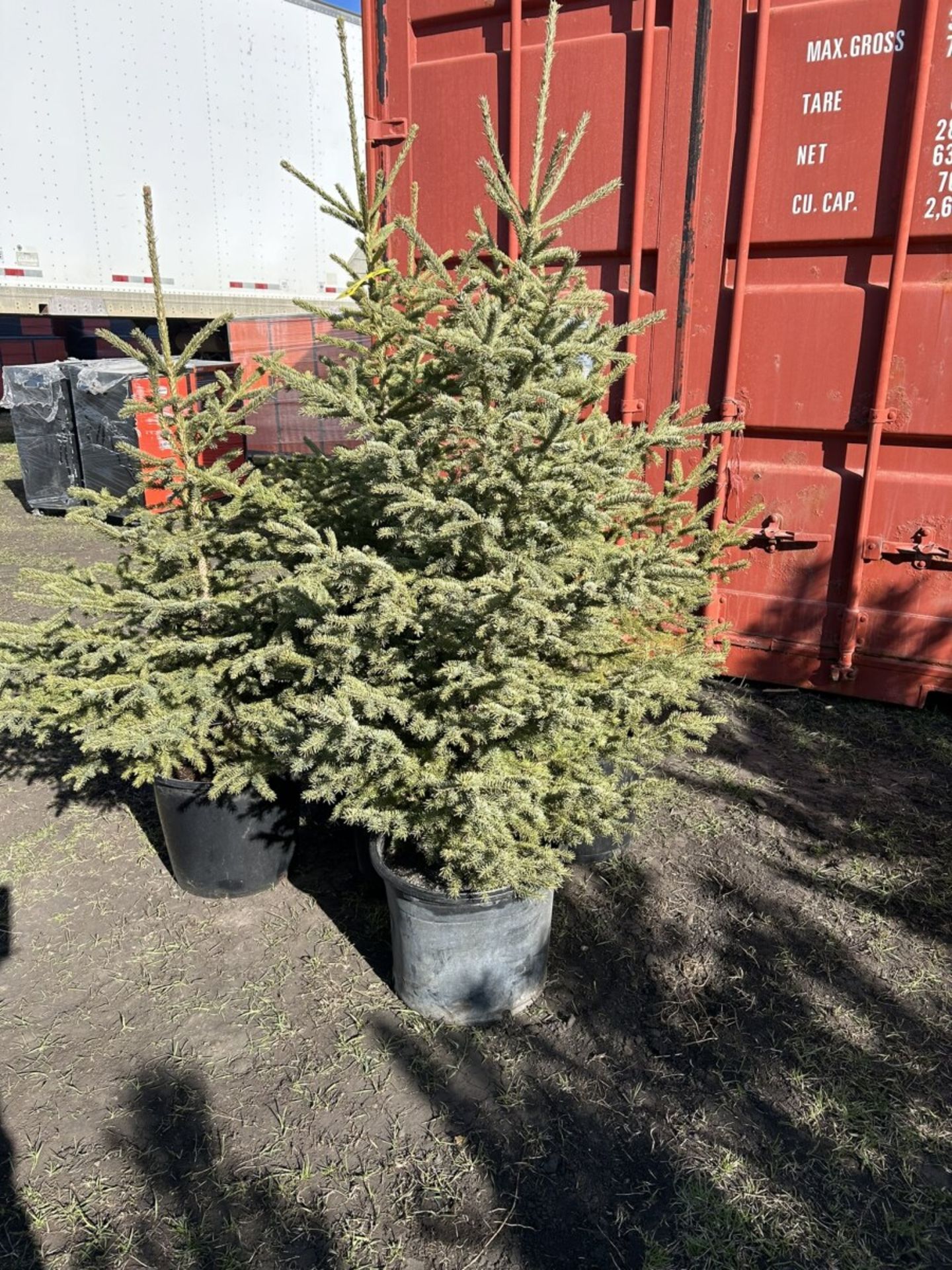 3 TO 4FT POTTED SPRUCE TREES (TIMES THE MONEY X 5) - Image 3 of 3