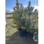 3 TO 4FT POTTED PINE TREES (TIMES THE MONEY X 5)