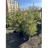 3 TO 4FT POTTED SPRUCE TREES (TIMES THE MONEY X 5)