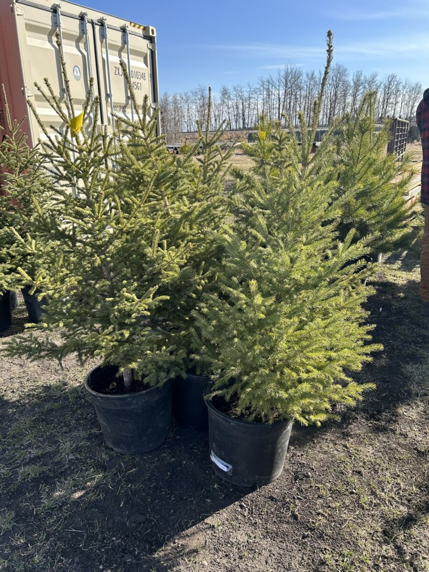 3 TO 4FT POTTED SPRUCE TREES (TIMES THE MONEY X 5)