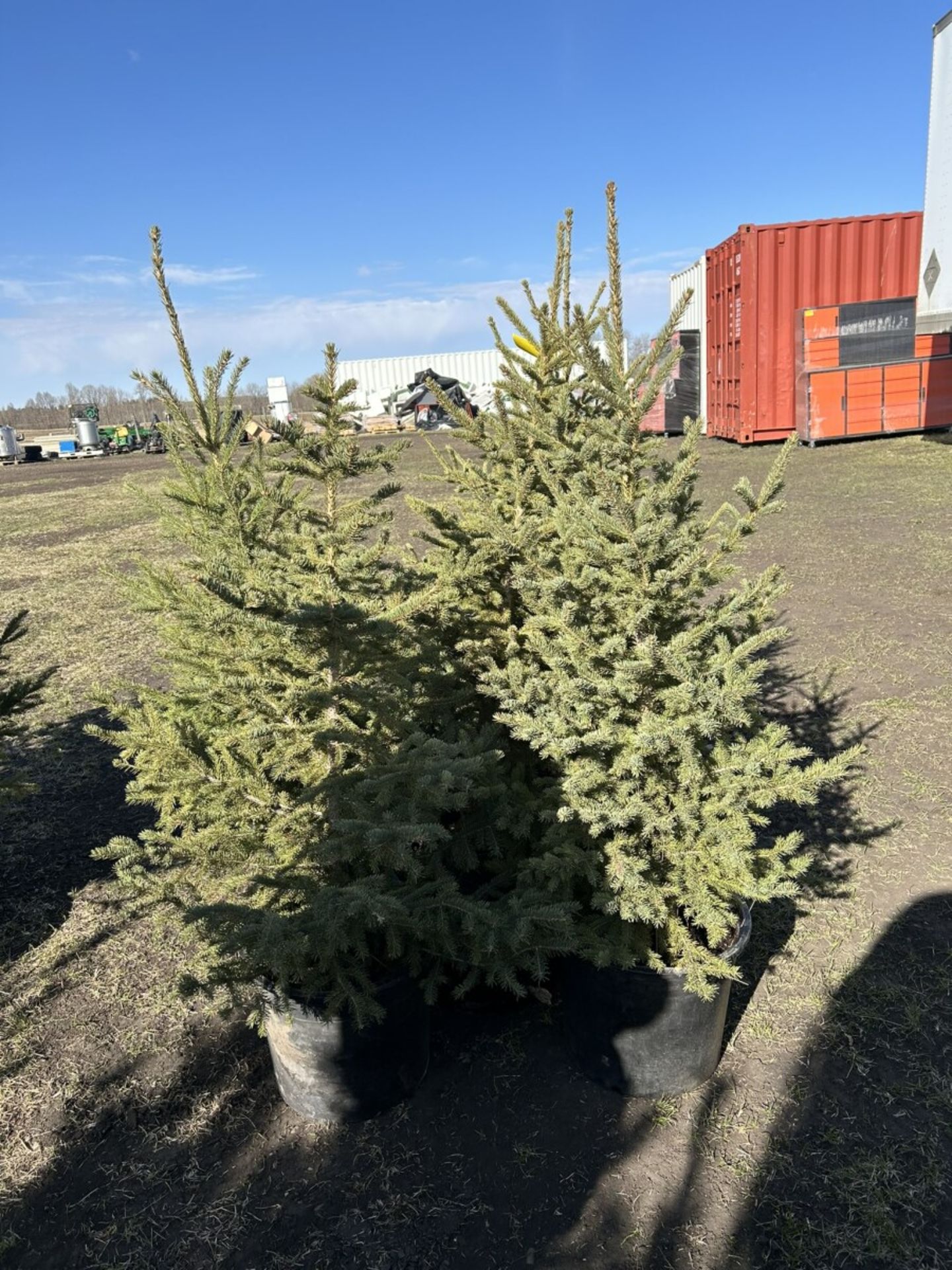 3 TO 4FT POTTED SPRUCE TREES (TIMES THE MONEY X 5) - Image 2 of 5