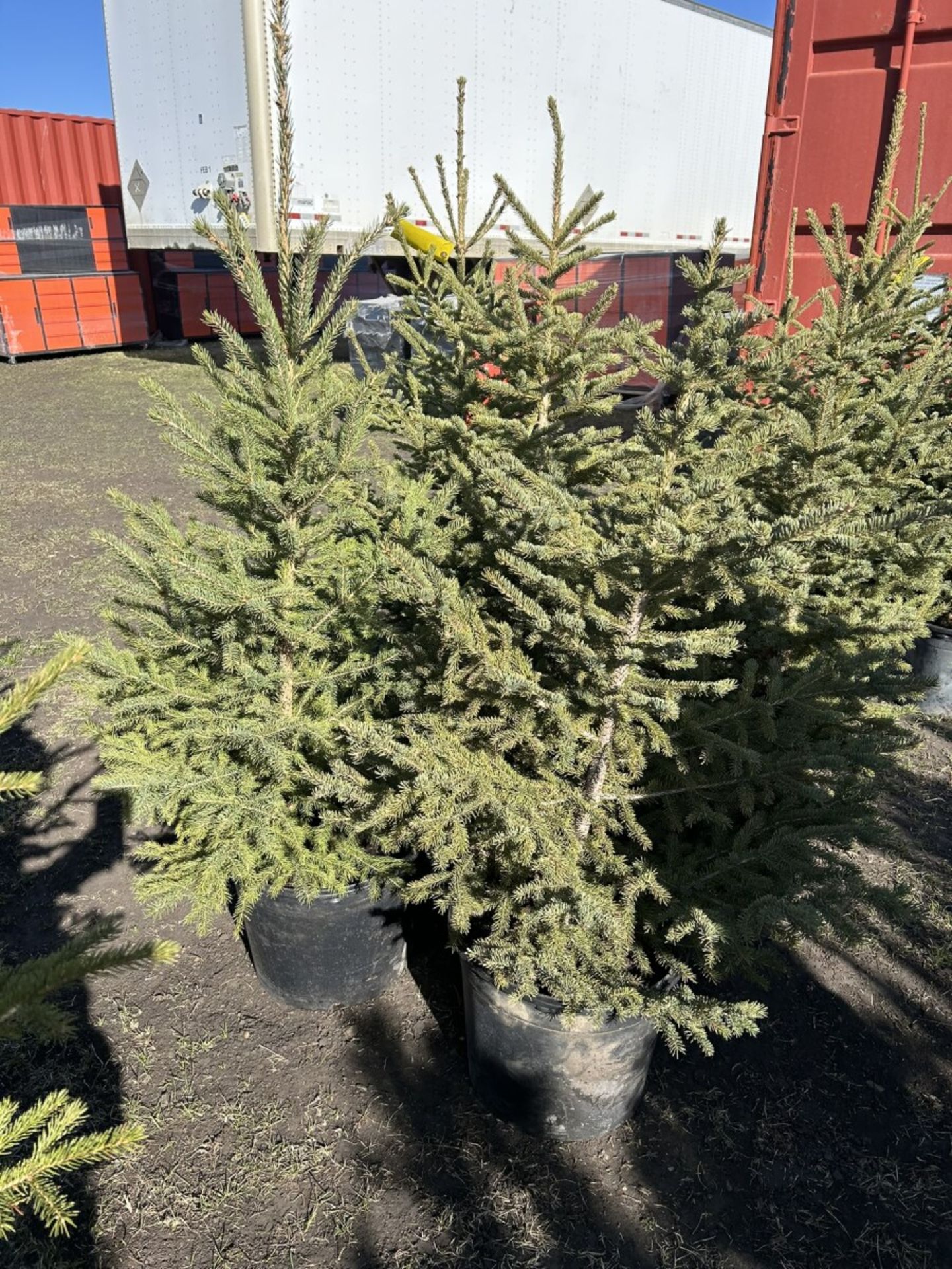 3 TO 4FT POTTED SPRUCE TREES (TIMES THE MONEY X 5) - Image 4 of 5