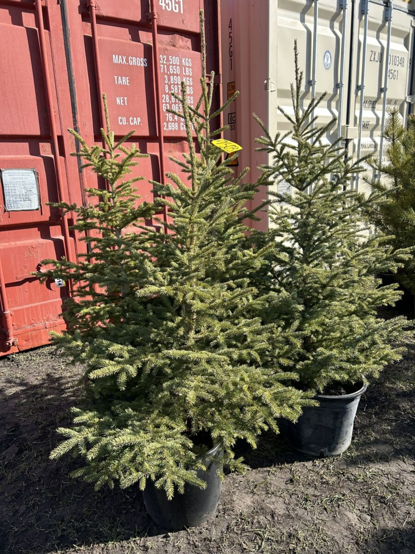 3 TO 4FT POTTED SPRUCE TREES (TIMES THE MONEY X 5) - Image 2 of 3