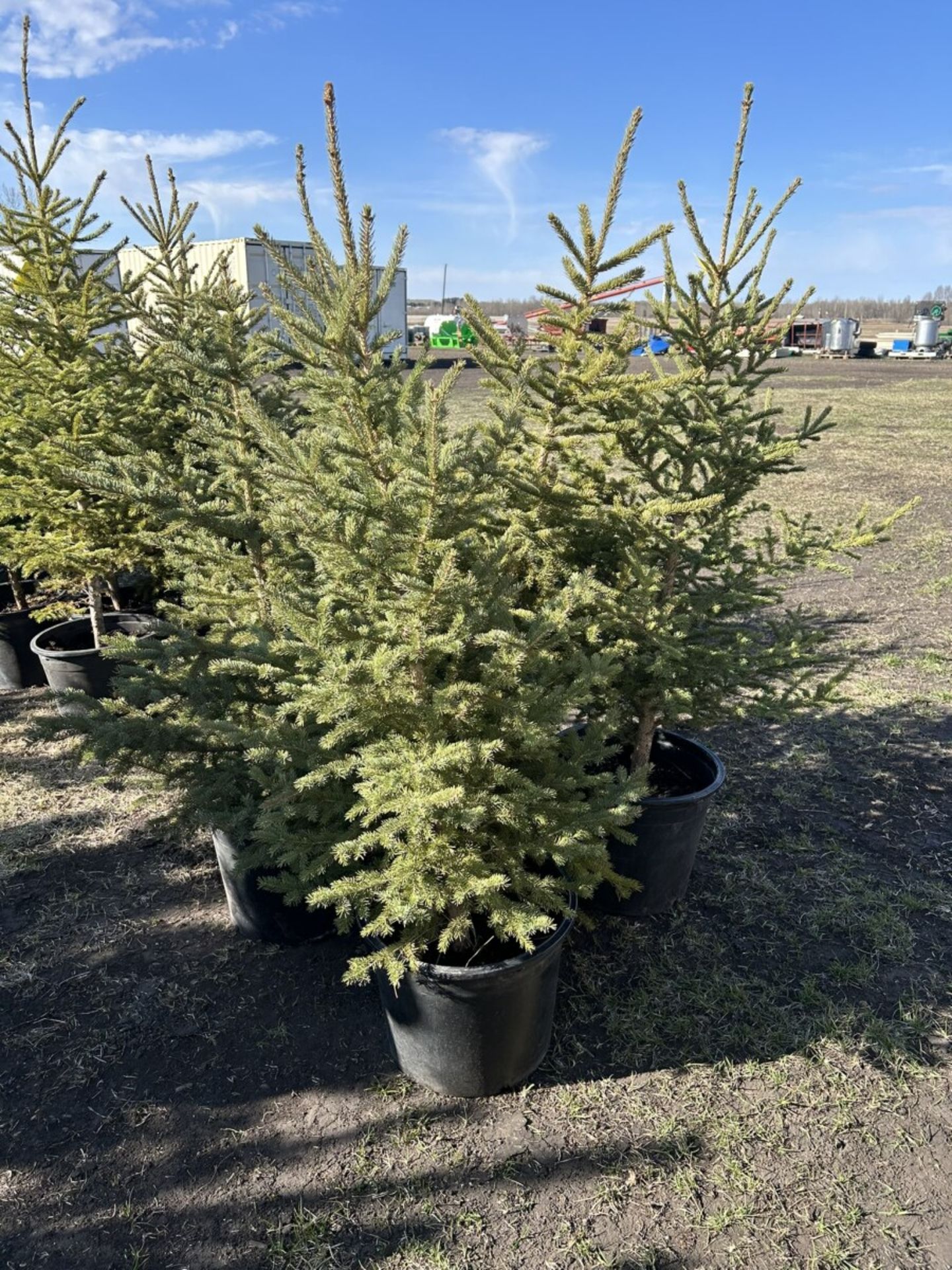 3 TO 4FT POTTED SPRUCE TREES (TIMES THE MONEY X 5) - Image 3 of 5