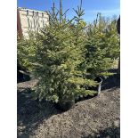 3 TO 4FT POTTED SPRUCE TREES (TIMES THE MONEY X 5)