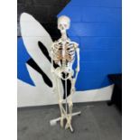 Skeleton w/ Stand (Needs Repair)