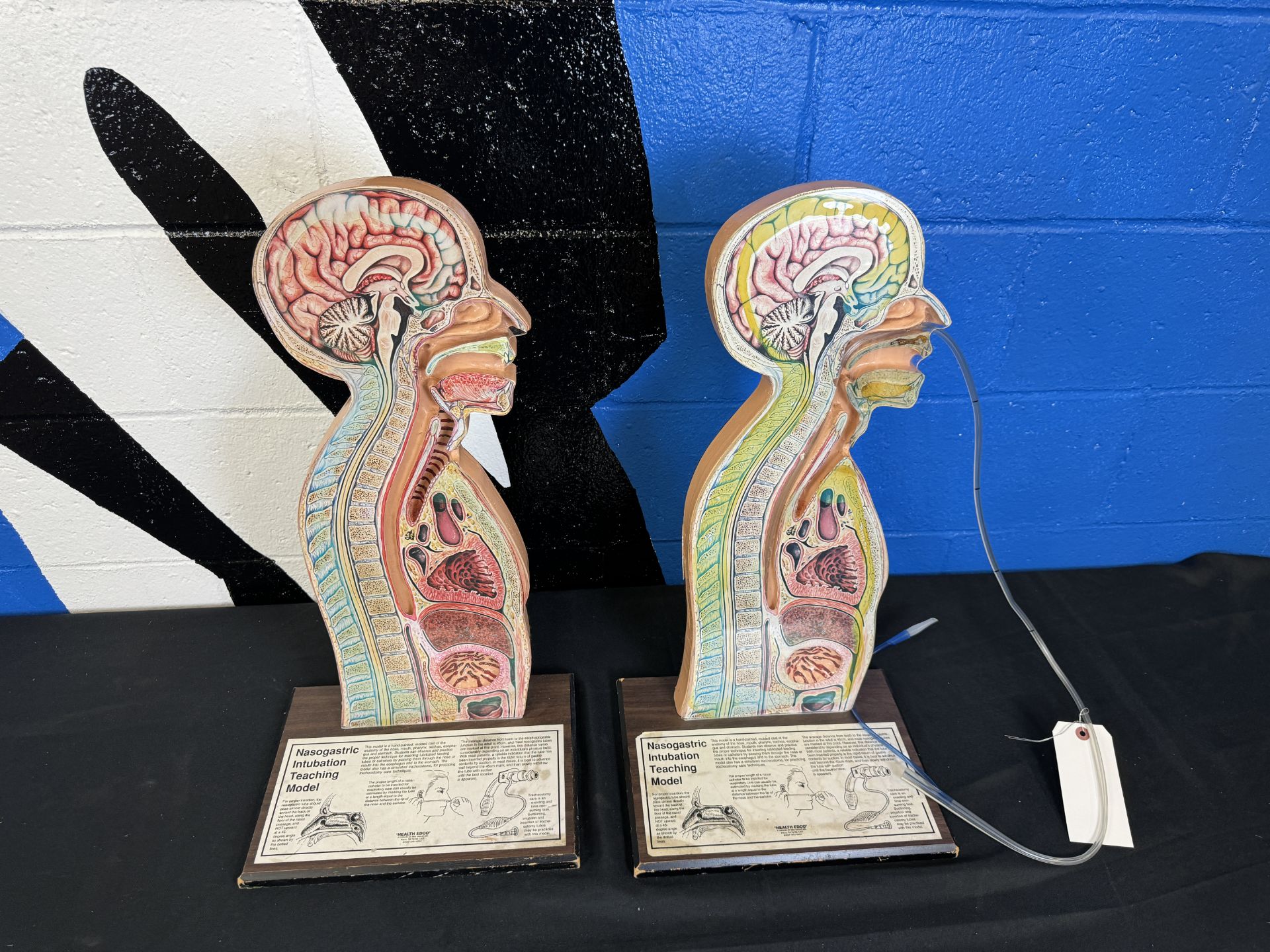 (2) Edco Intubation Teaching Models